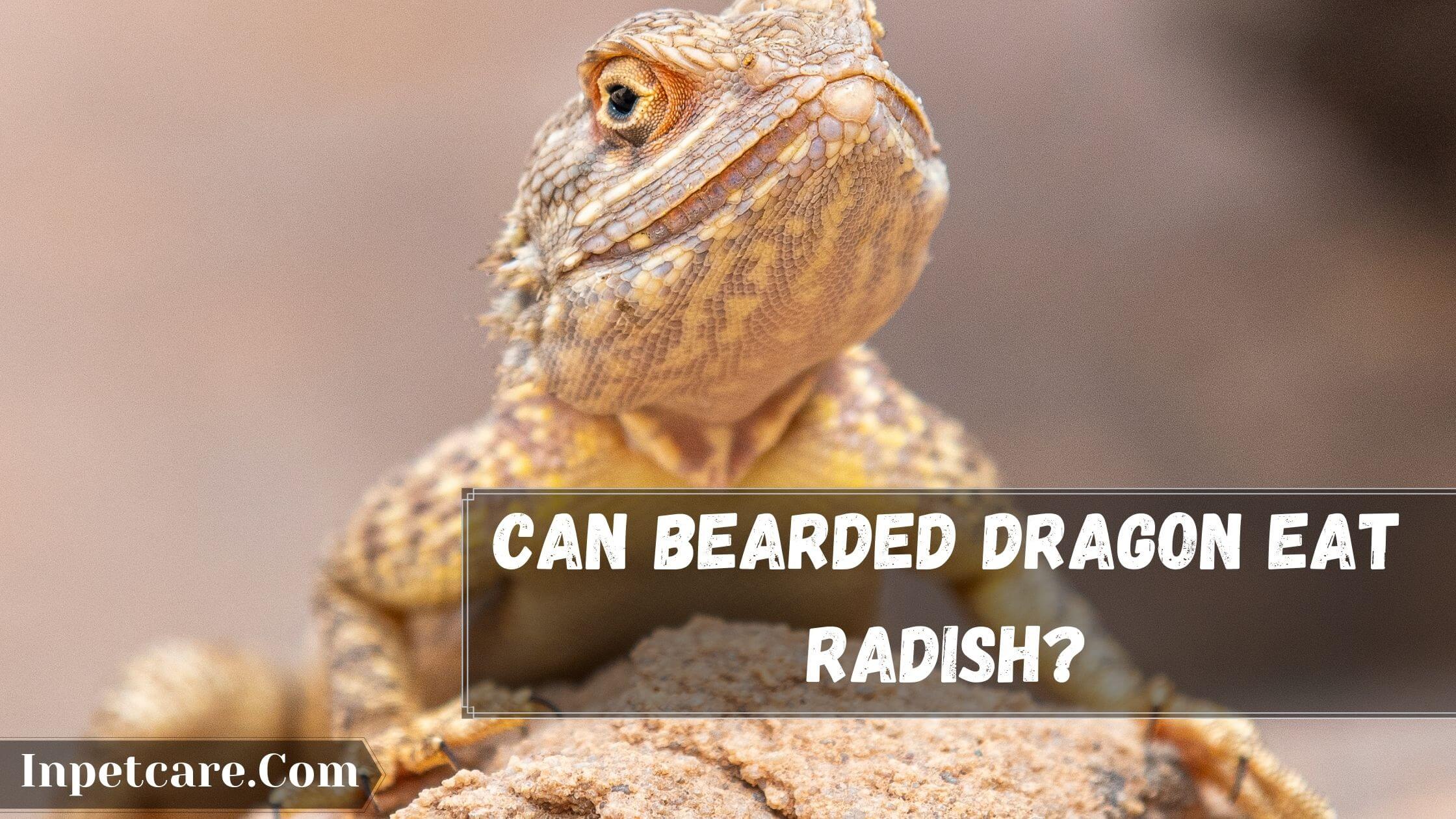 Can Bearded Dragons Eat Radish, Its Leaves & Shoots?