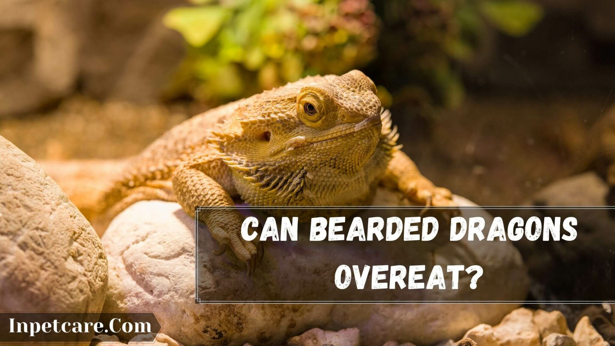 7 Reasons Why Is My Bearded Dragon Fat?