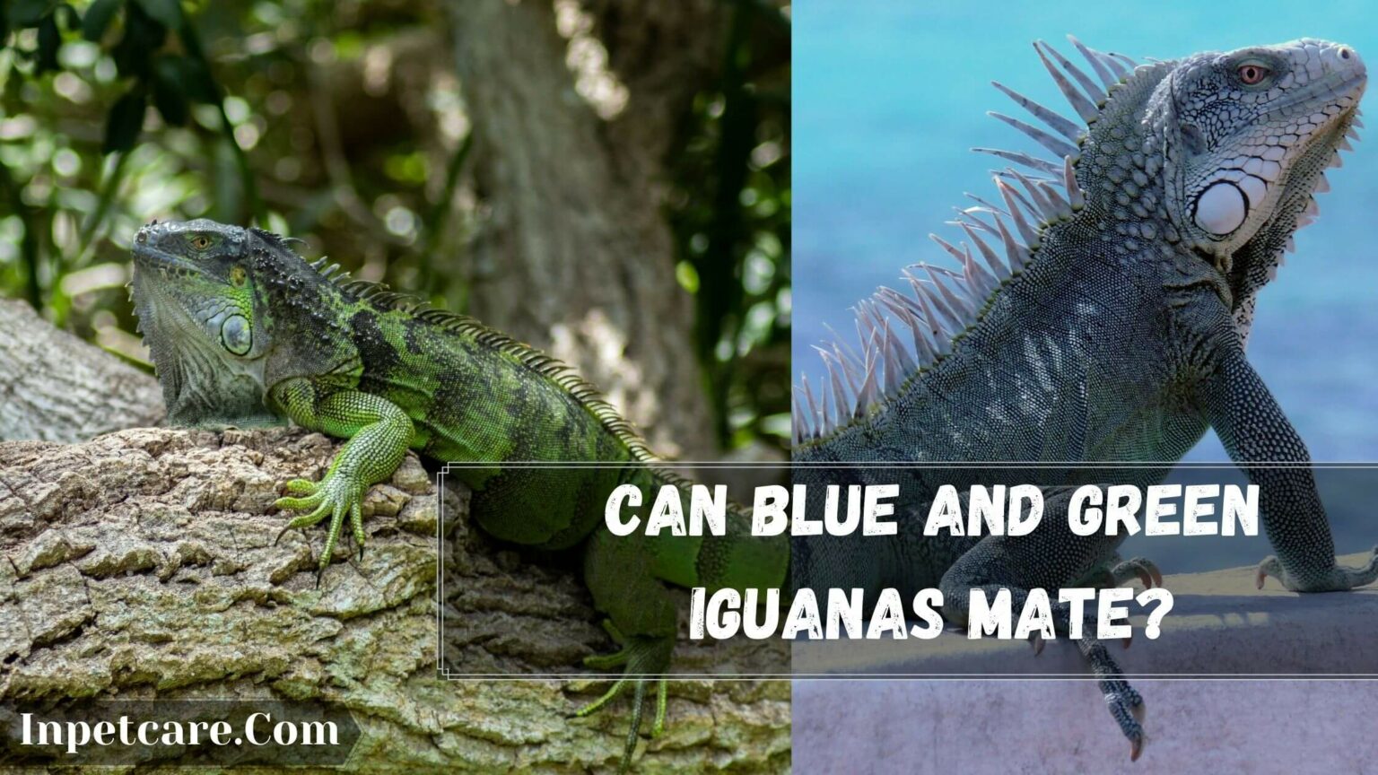 Can Blue And Green Iguanas Mate?