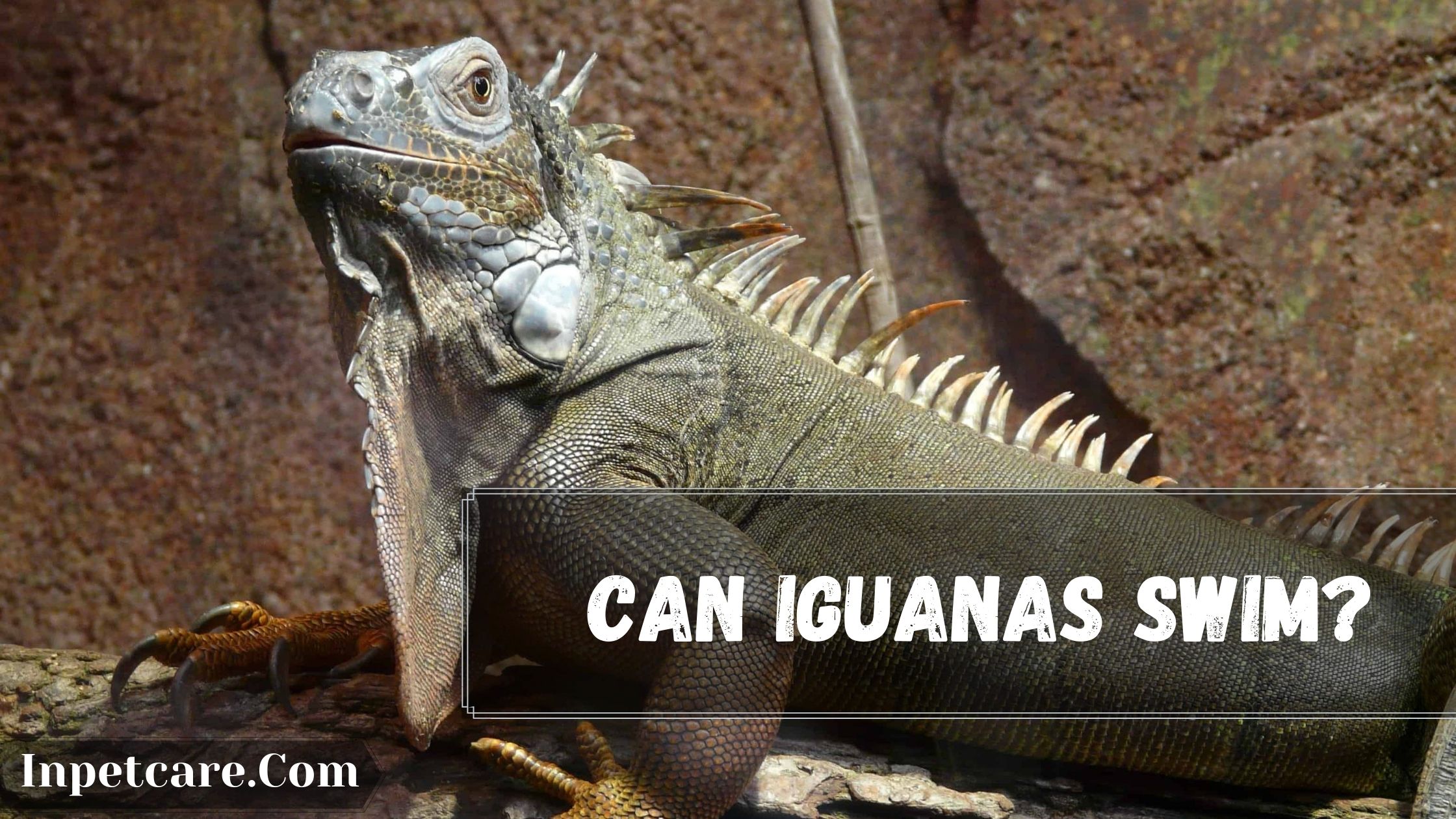 Can Iguanas Swim Underwater How Long Can An Iguana Stay Underwater?