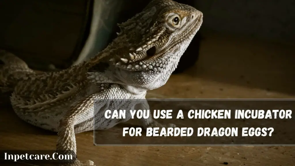 can you use a chicken incubator for bearded dragon eggs