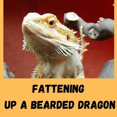 7 Tips To Fatten Up A Bearded Dragon - ReptileStartUp.com