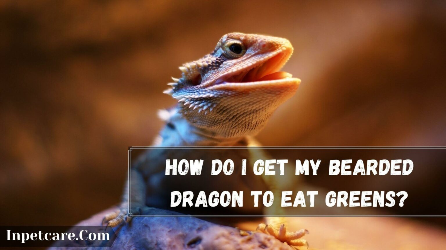 7 Reasons Why Won't My Bearded Dragon Eat Greens