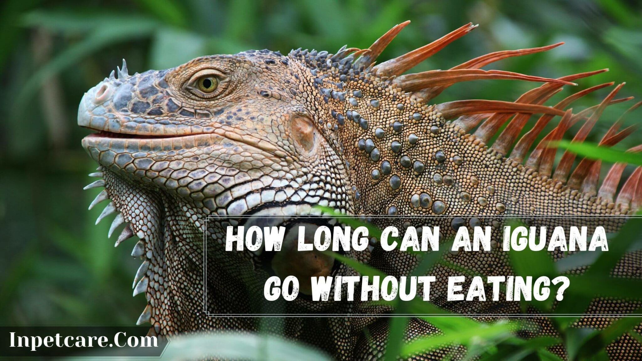 How Long Can An Iguana Go Without Eating?