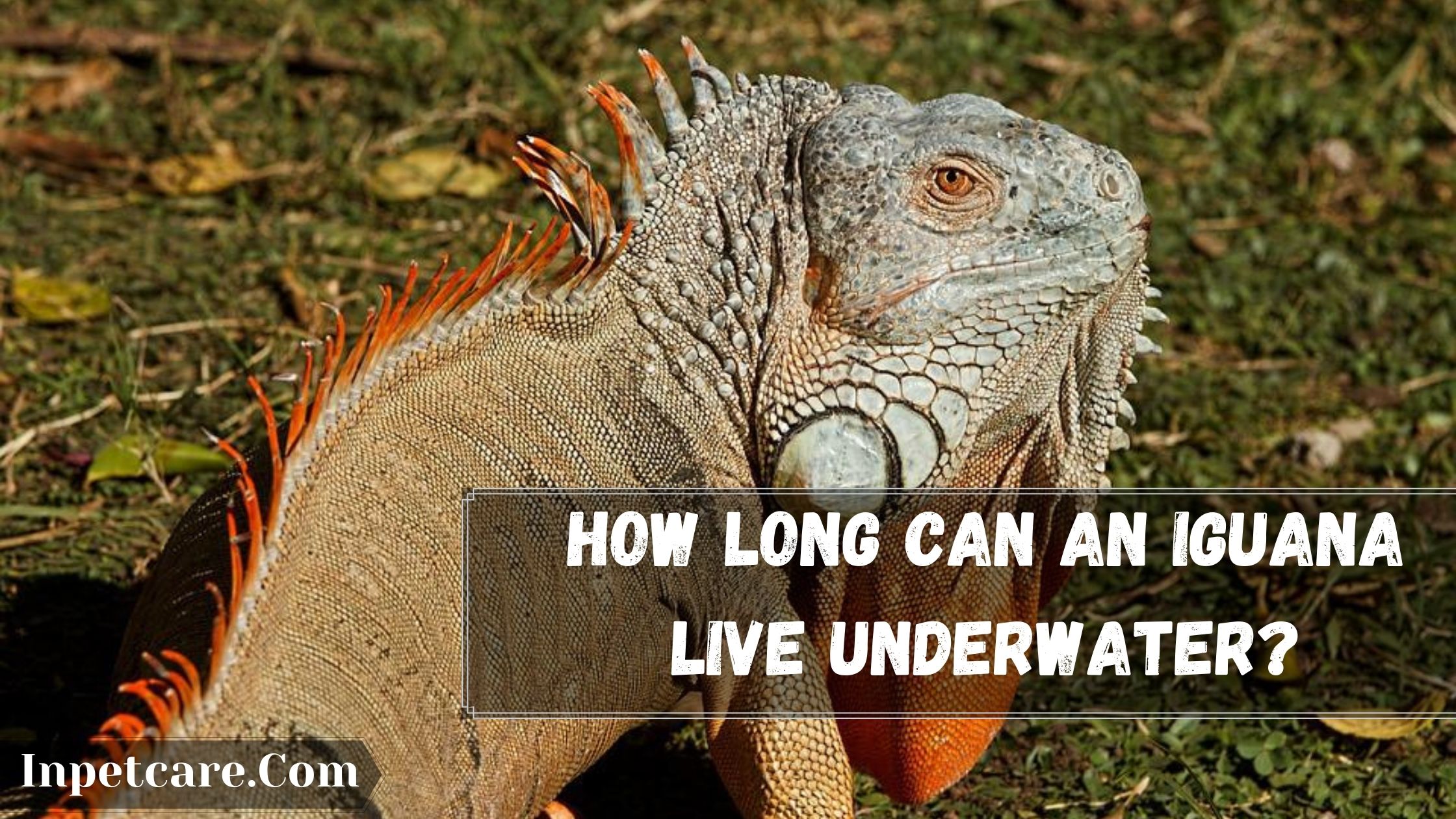 Can Iguanas Swim Underwater How Long Can An Iguana Stay Underwater?