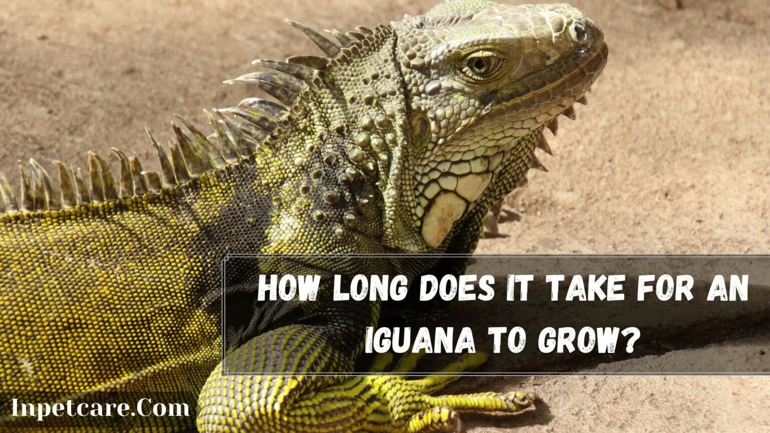 How Long Does It Take For An Iguana To Grow?