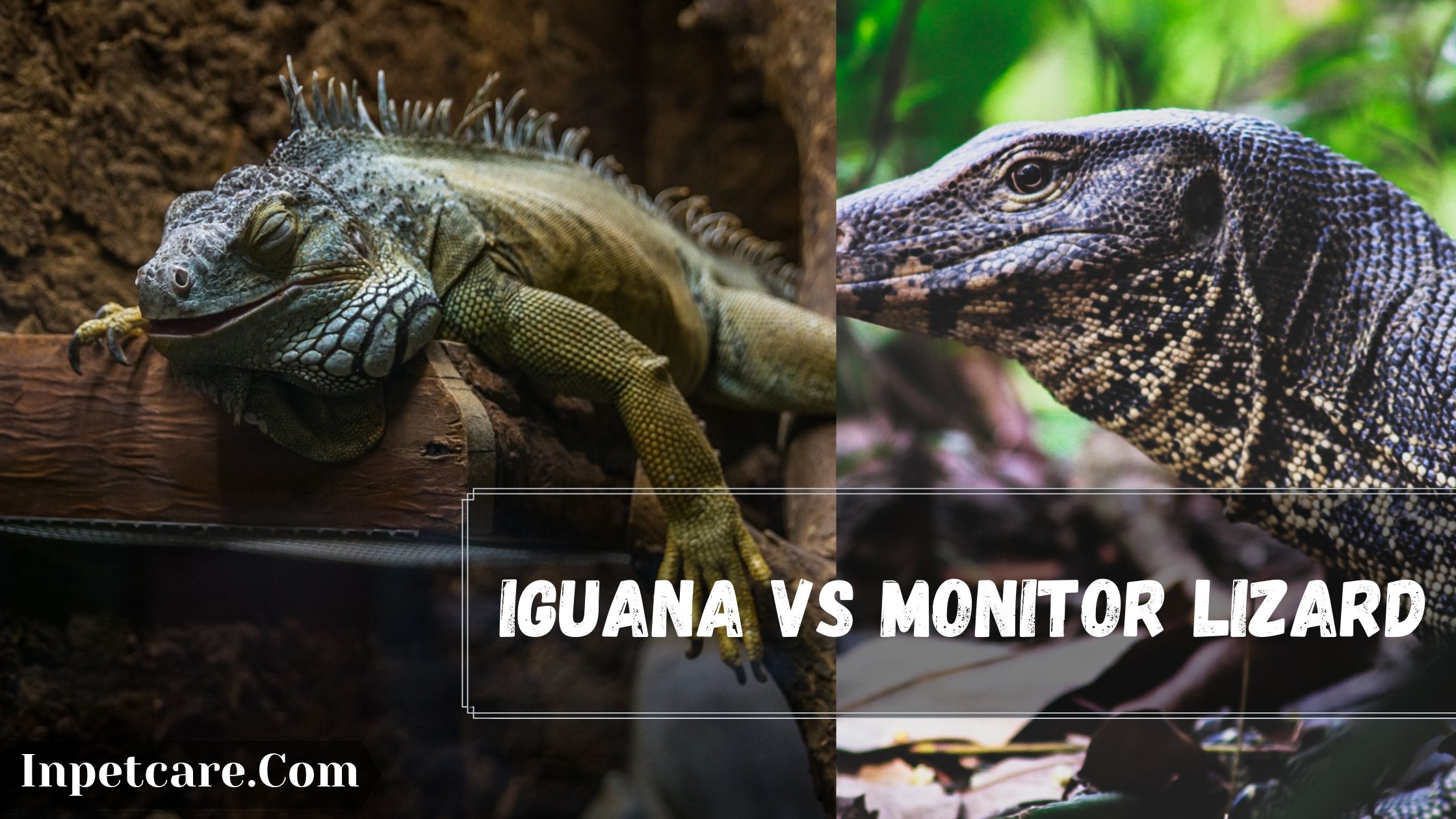 Iguana Vs Monitor Lizard: 7 Key Differences