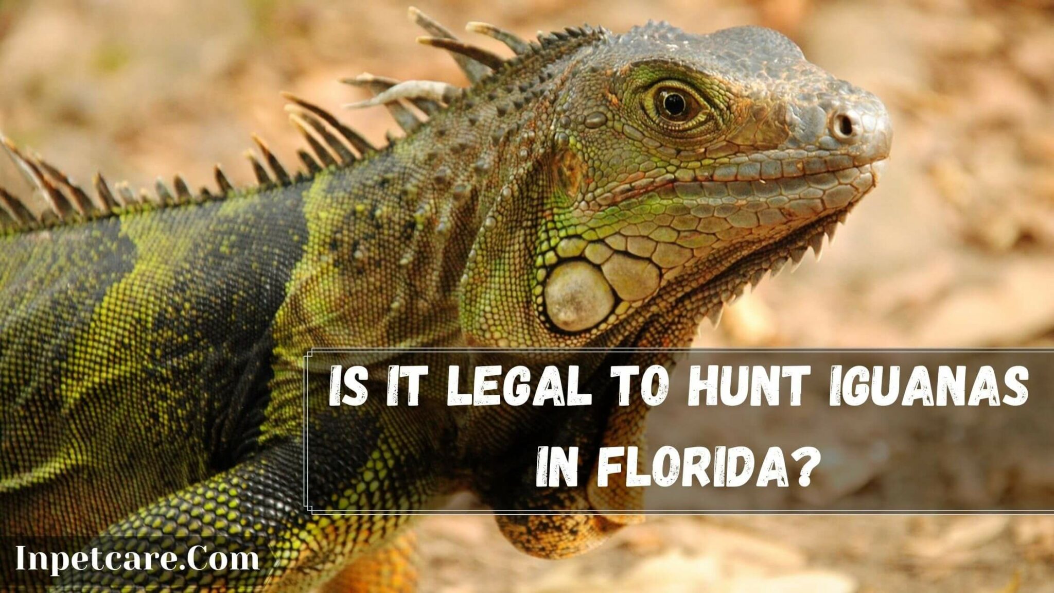 How To Hunt Iguanas In Florida? (3 Humane Ways)