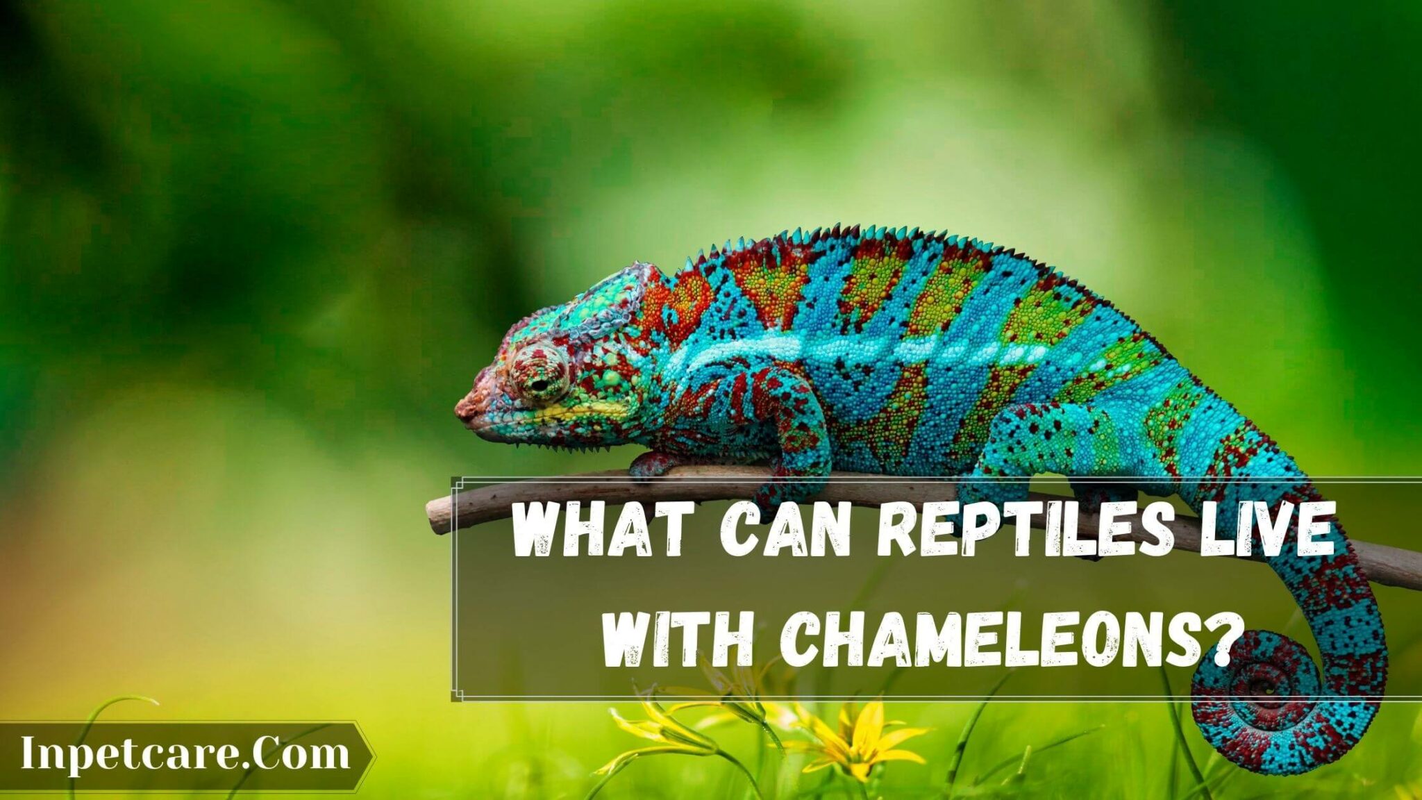 Can A Chameleon Live In A Bearded Dragon Tank?