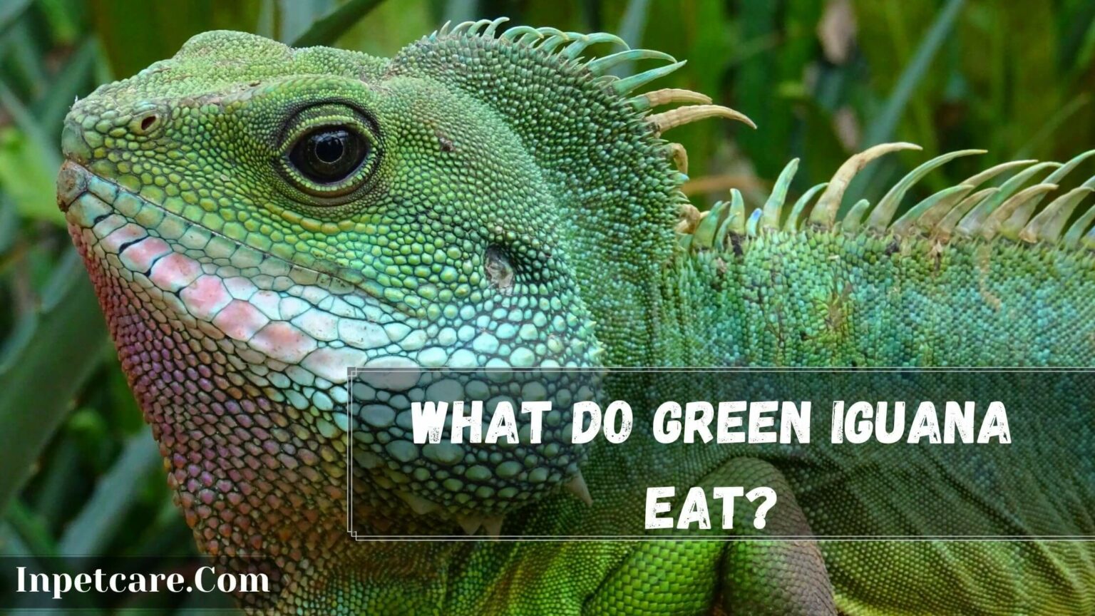 What Do Green Iguana Eat? (21+ Safe Foods)