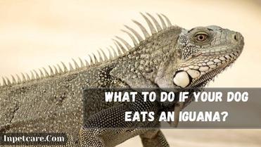 what happens if your dog eats iguana