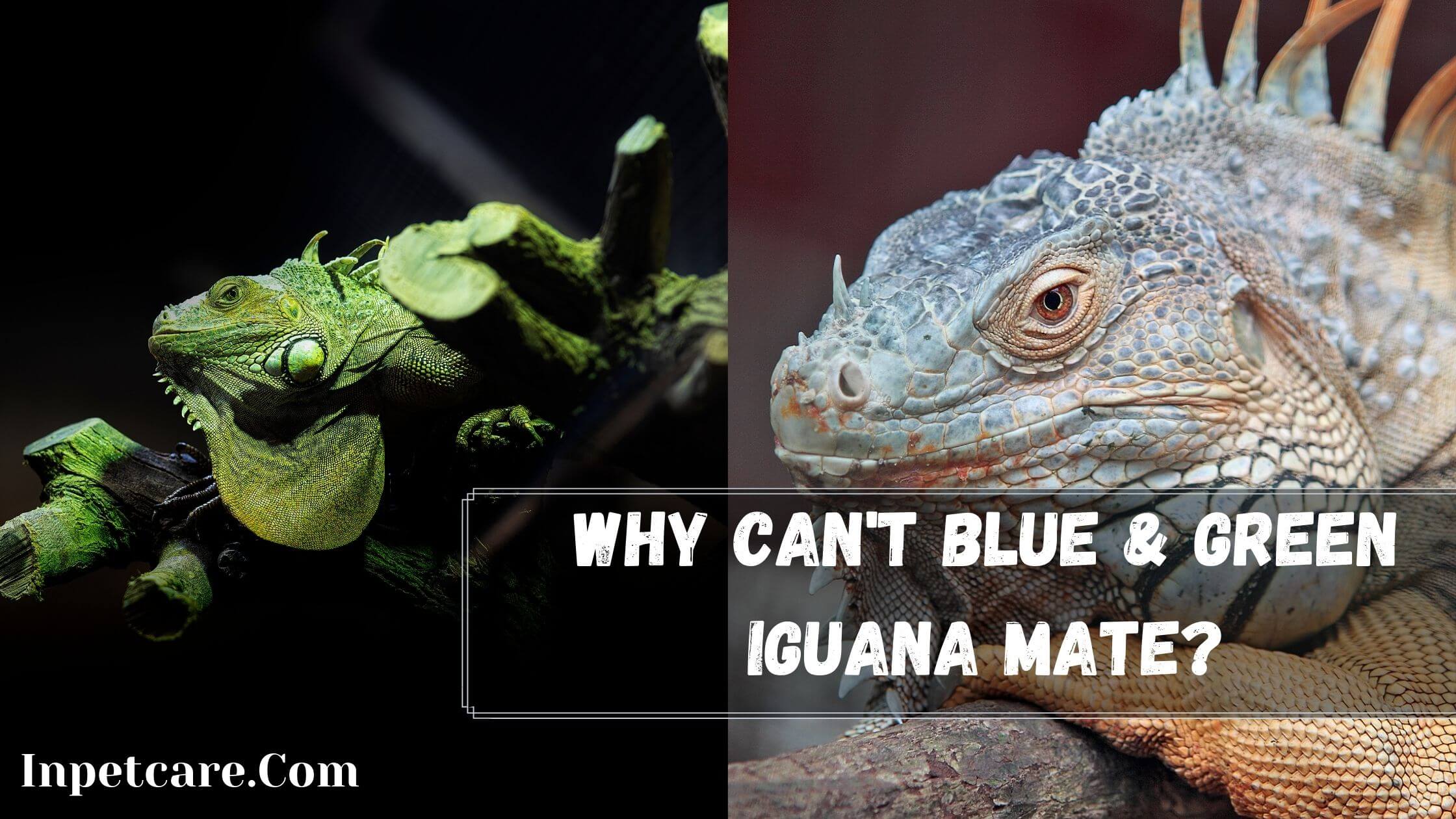 Can Blue And Green Iguanas Mate?