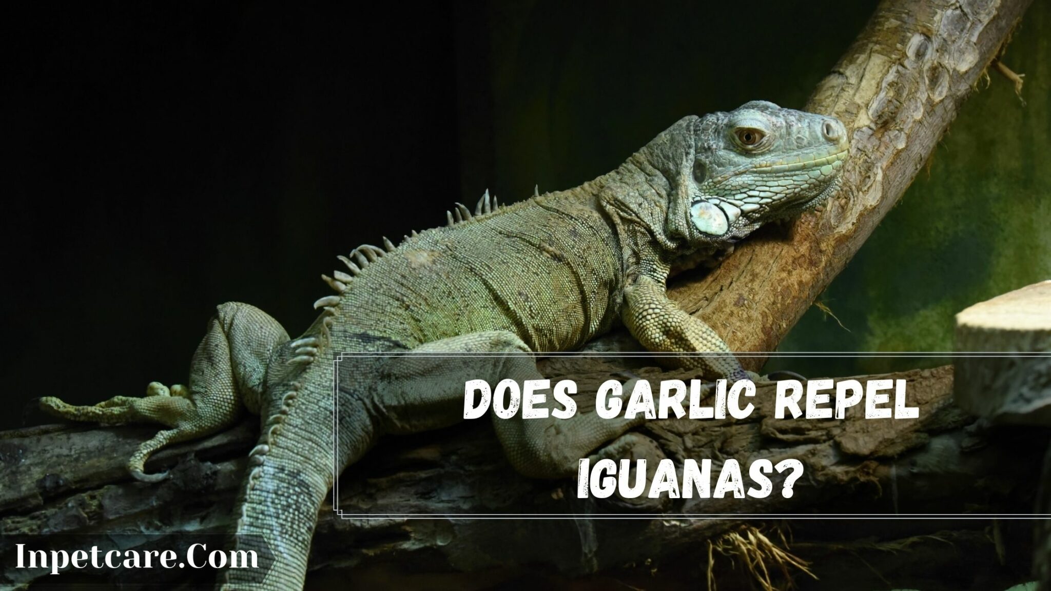 does-garlic-repel-iguanas