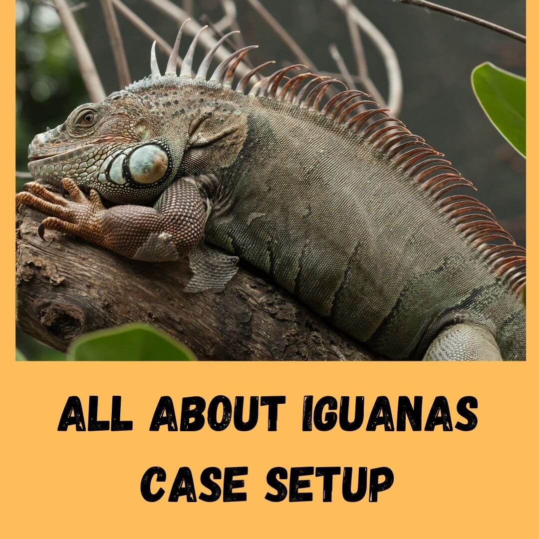 all about iguanas case setup