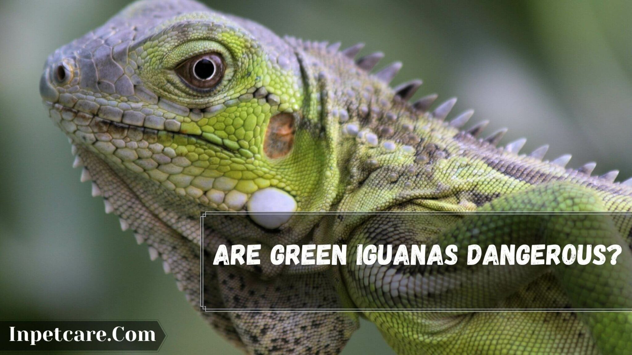 Are Green Iguanas Dangerous? [5 Myths And Facts]