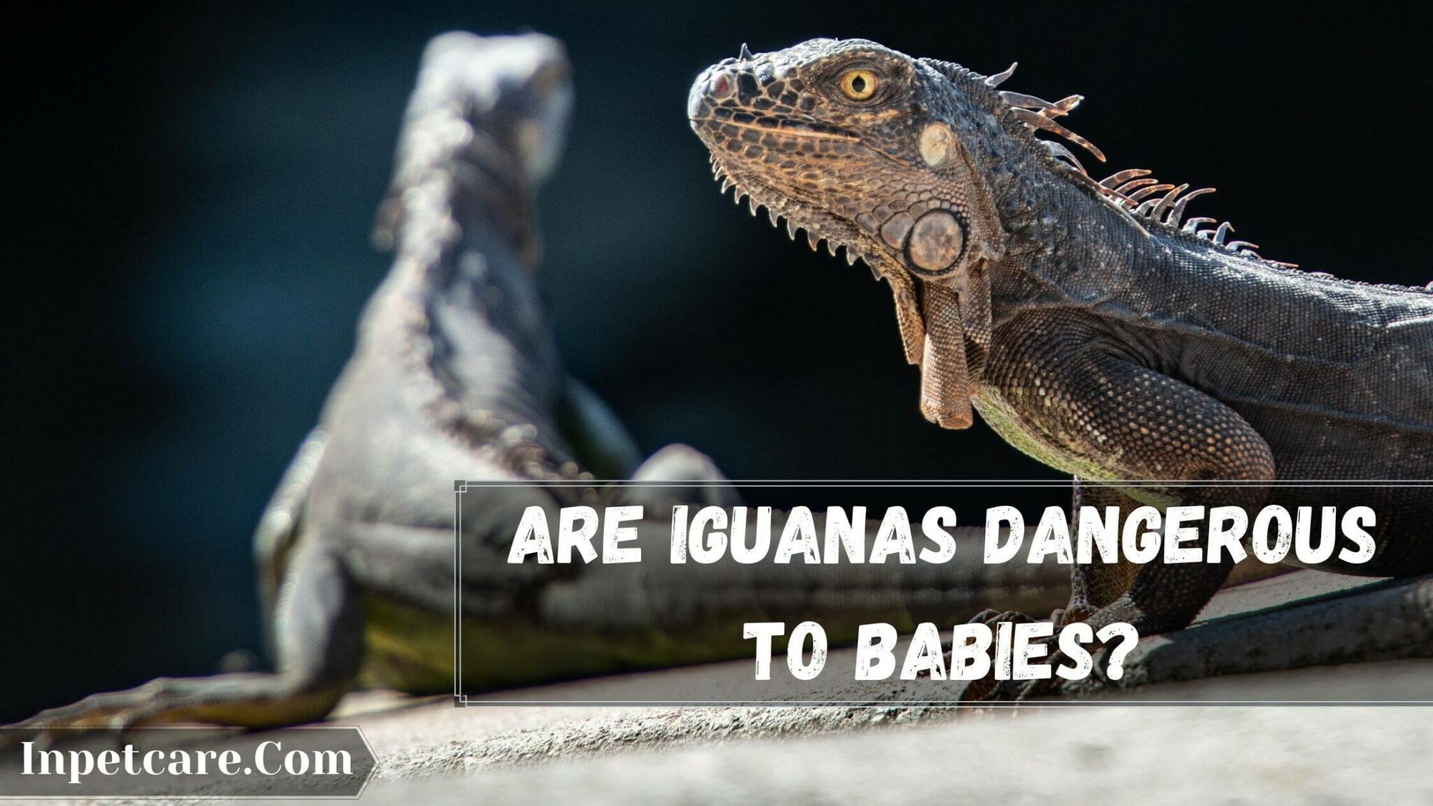 Are Green Iguanas Dangerous? [5 Myths And Facts]