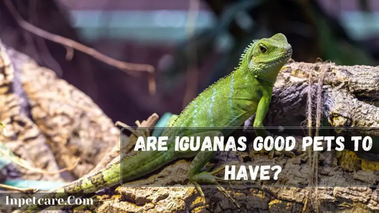 Are Iguanas Good Pets To Have? [8 Valid Reasons]