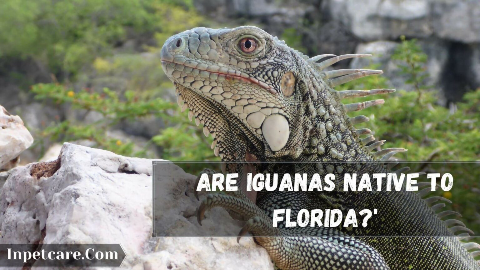 Where Are Iguanas Found? + Are Iguanas Native To Florida?