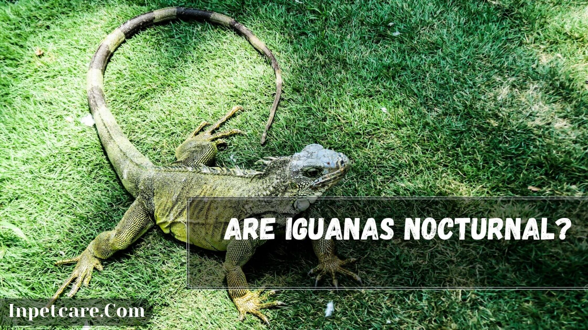 Are Iguanas Nocturnal 2048x1152 