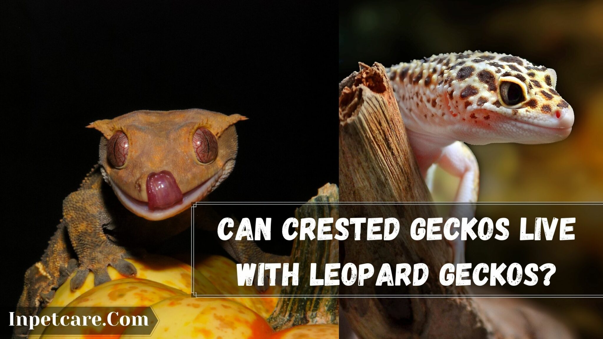 4 Reasons To Avoid Keeping Crested Gecko With Leopard Gecko