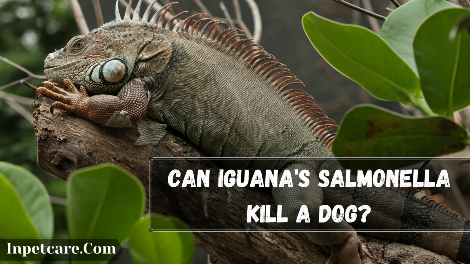 Is Iguana Poop Toxic To Dogs? [7 Poop Concerns]