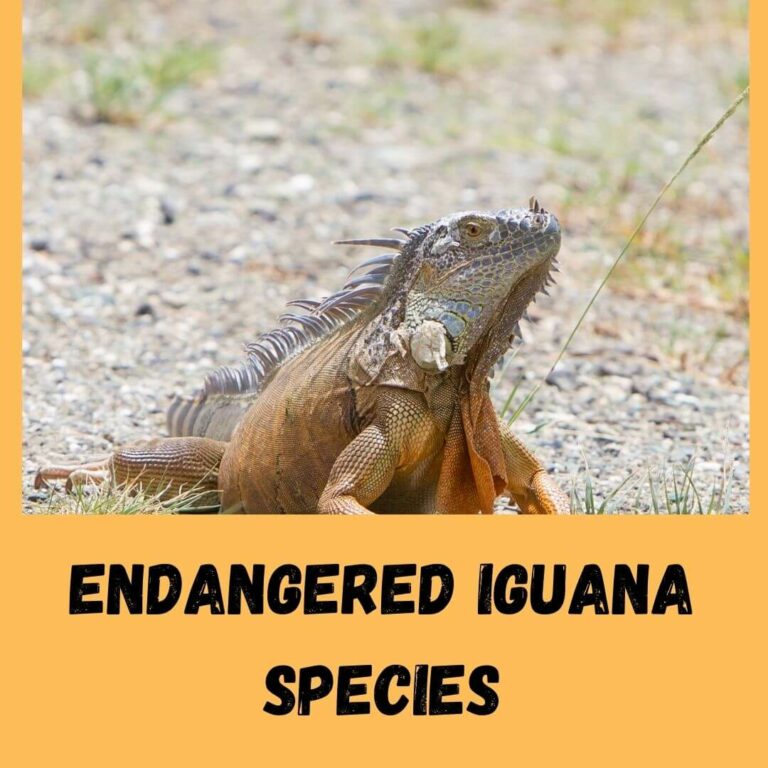 3 Endangered Iguanas Species: Are Rhino Iguanas Endangered