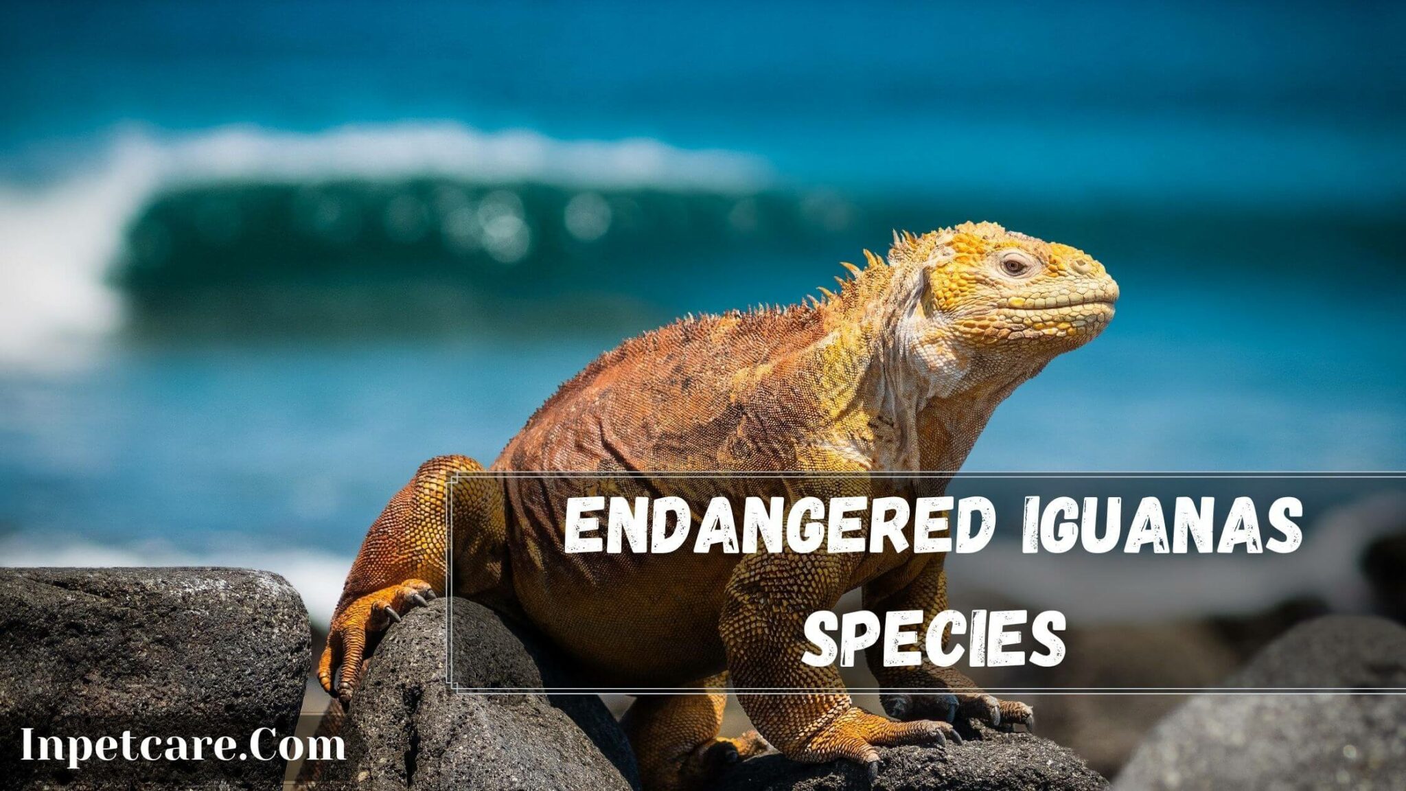 3 Endangered Iguanas Species: Are Rhino Iguanas Endangered