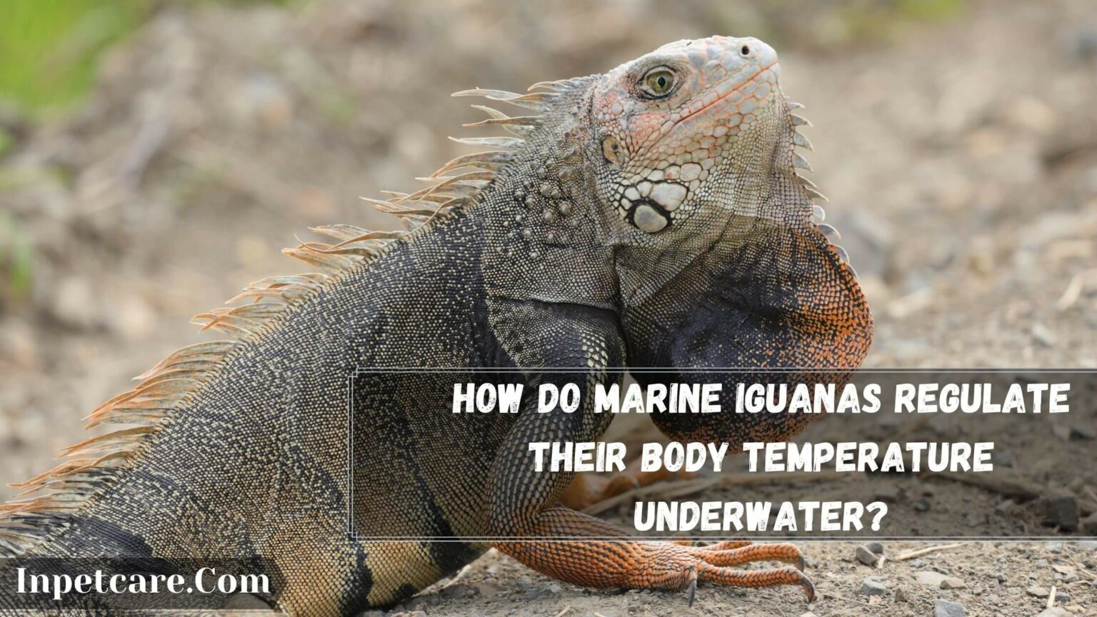 How Long Can A Marine Iguana Stay Underwater? 7 Hard Facts