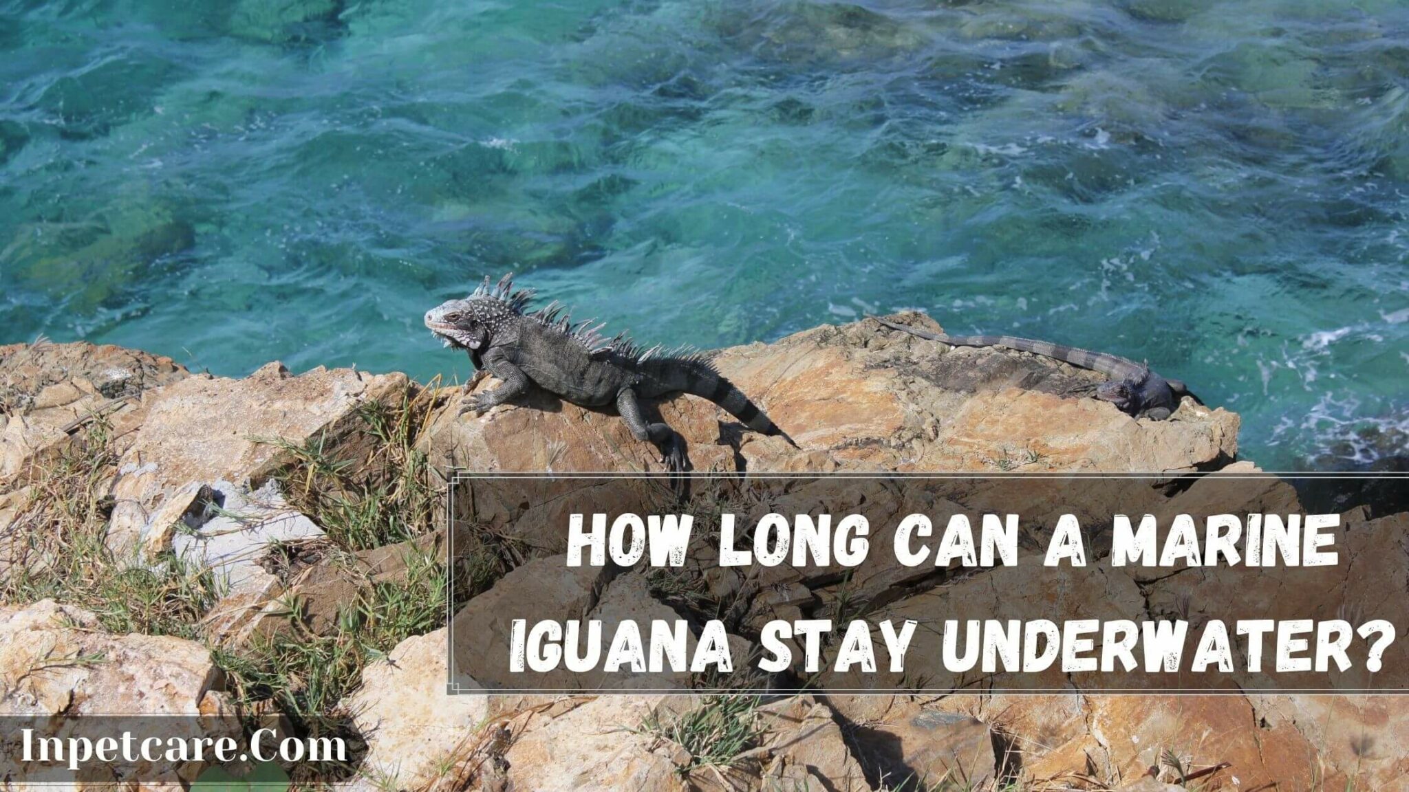 How Long Can A Marine Iguana Stay Underwater? 7 Hard Facts