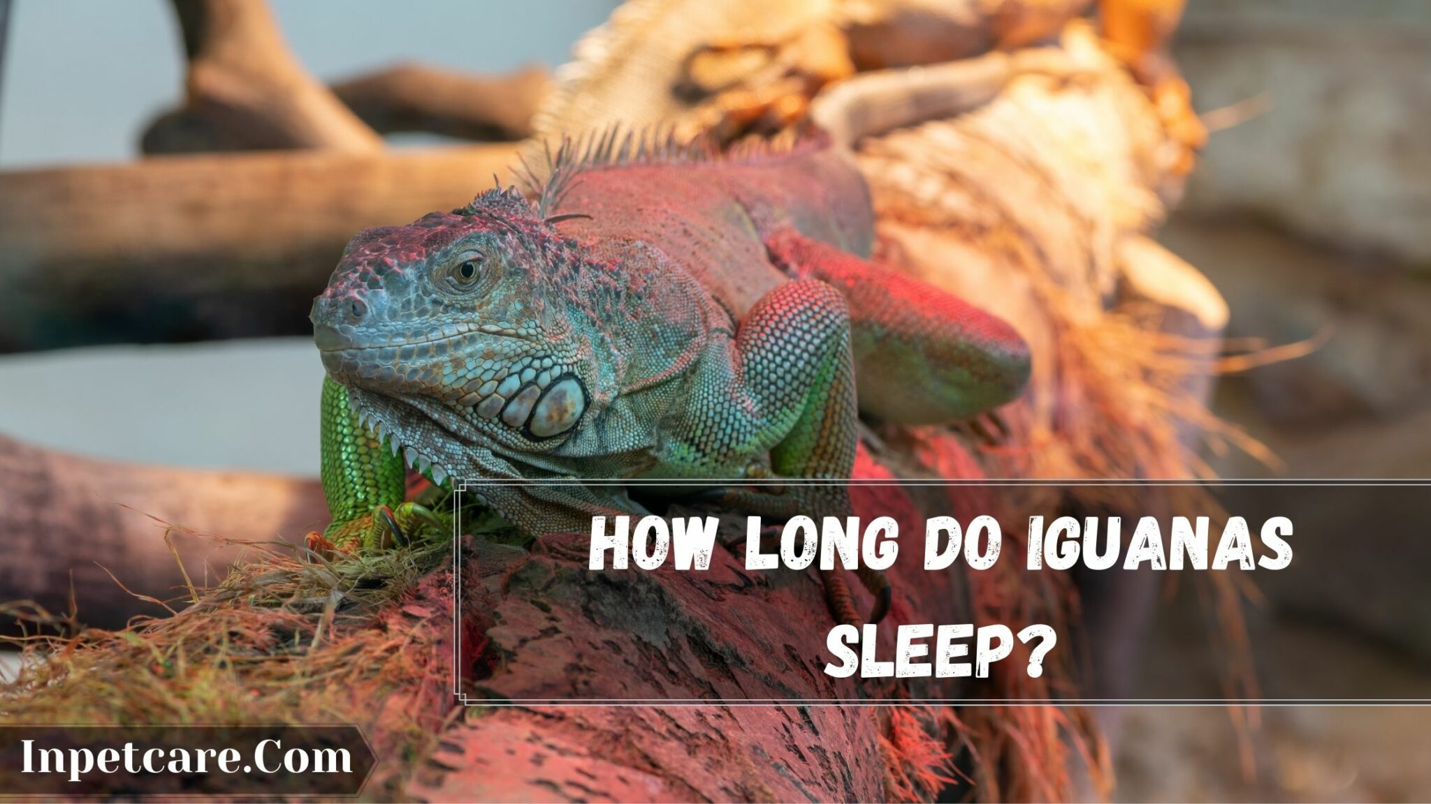 How Long Do Iguanas Sleep 2048x1152 