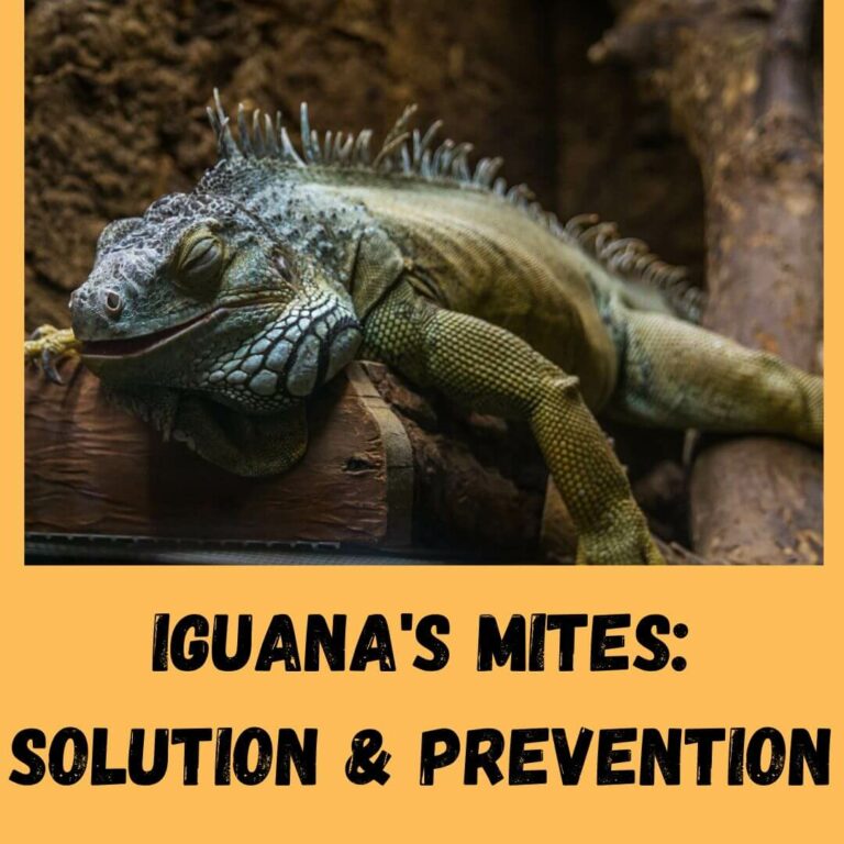 Iguana With Mites: How To Get Rid Of Iguana Mites?