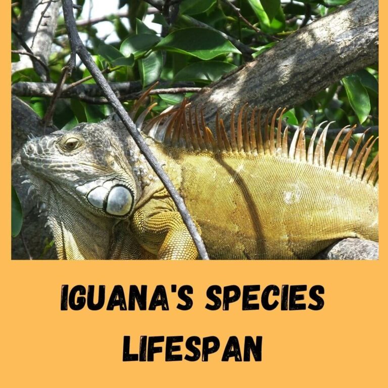 5 Iguanas Species Lifespan: How Long Do Red Iguanas Live?