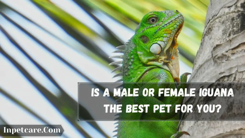 is a male or female iguana the best pet for you
