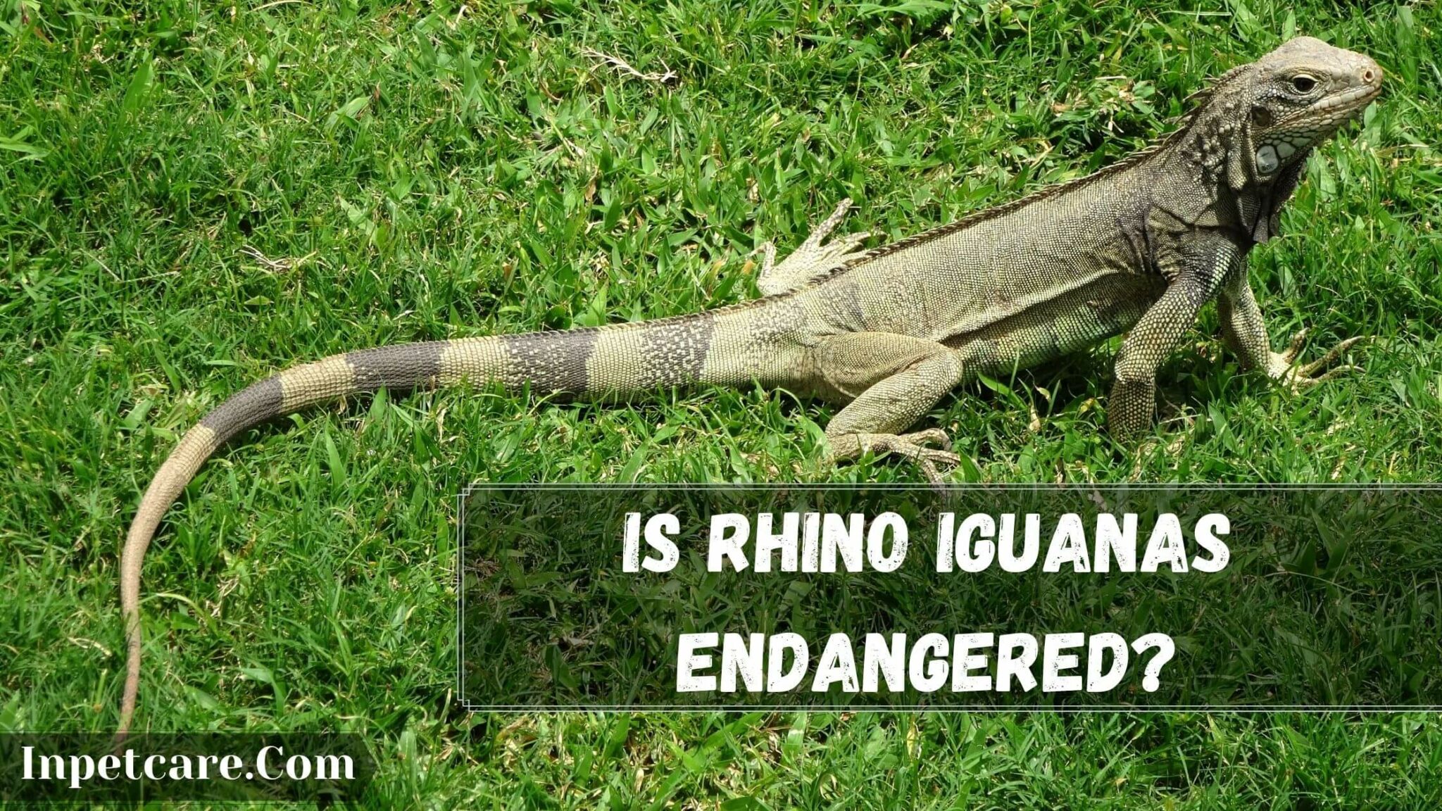 3 Endangered Iguanas Species: Are Rhino Iguanas Endangered