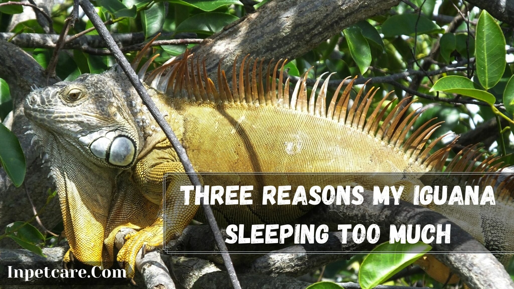 Three Reasons My Iguana Sleeping Too Much 2048x1152 