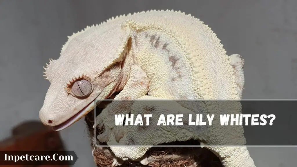what are lily whites