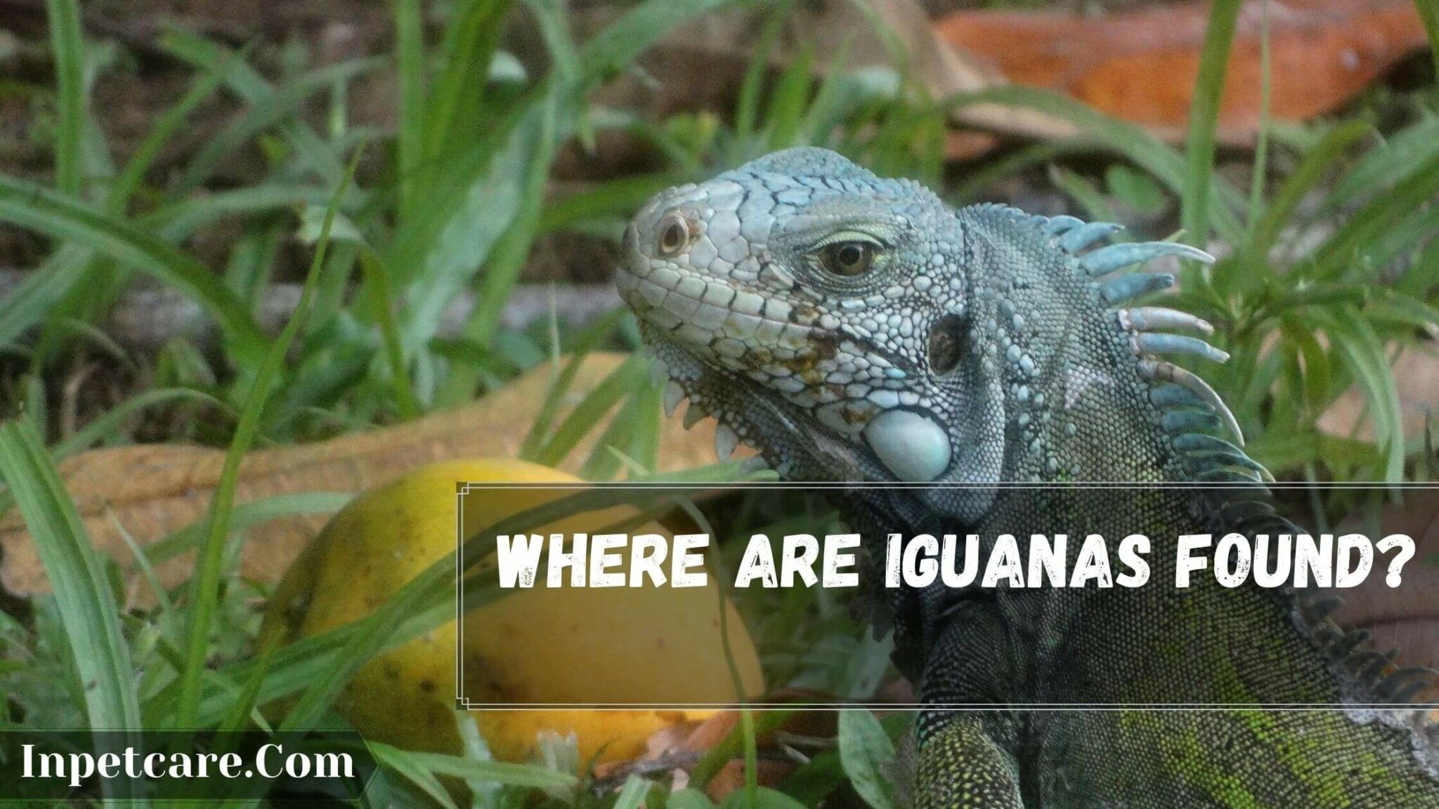 Where Are Iguanas Found Are Iguanas Native To Florida   Where Are Iguanas Found 2048x1152 