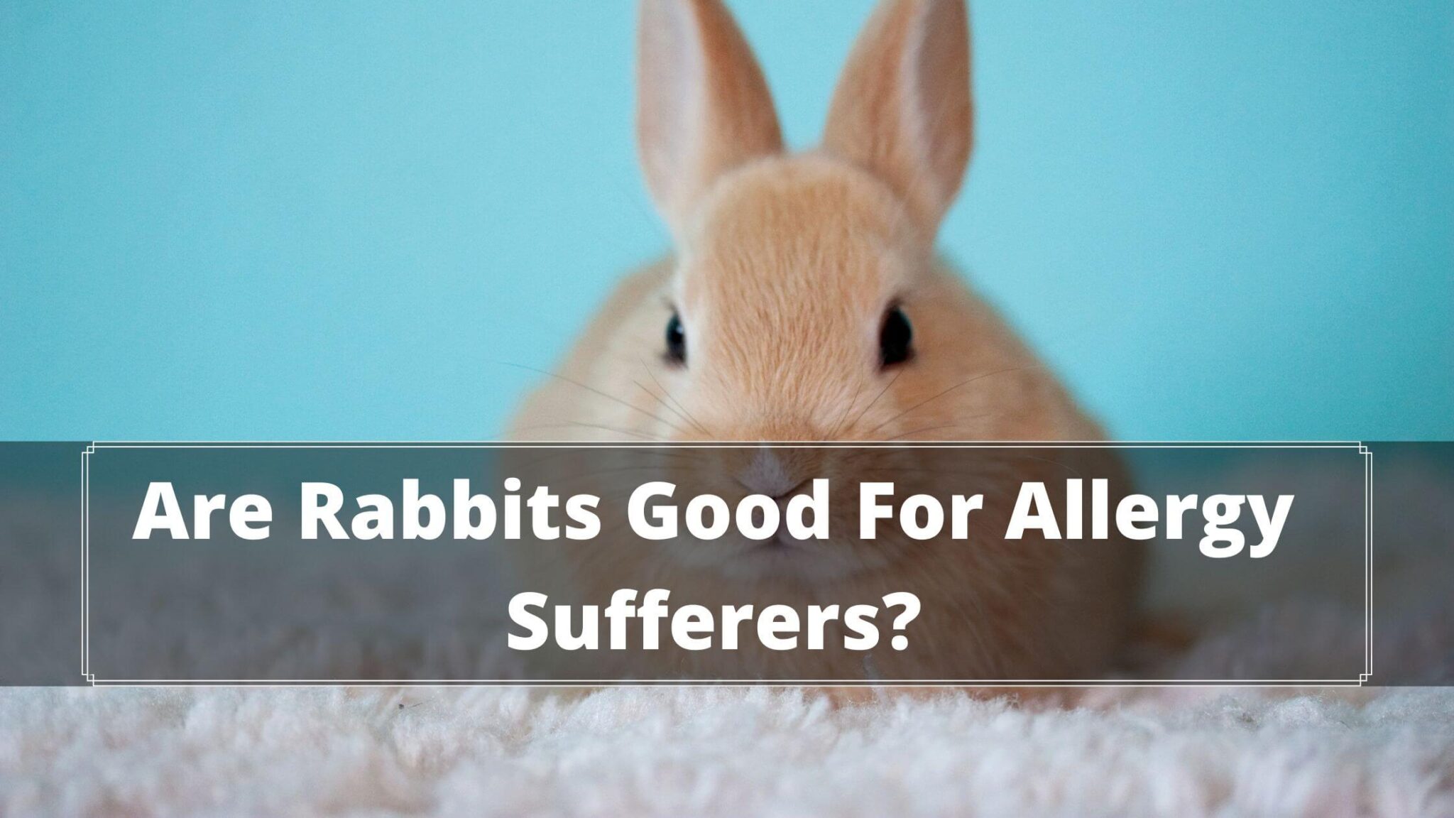 are-rabbits-good-for-allergy-sufferers