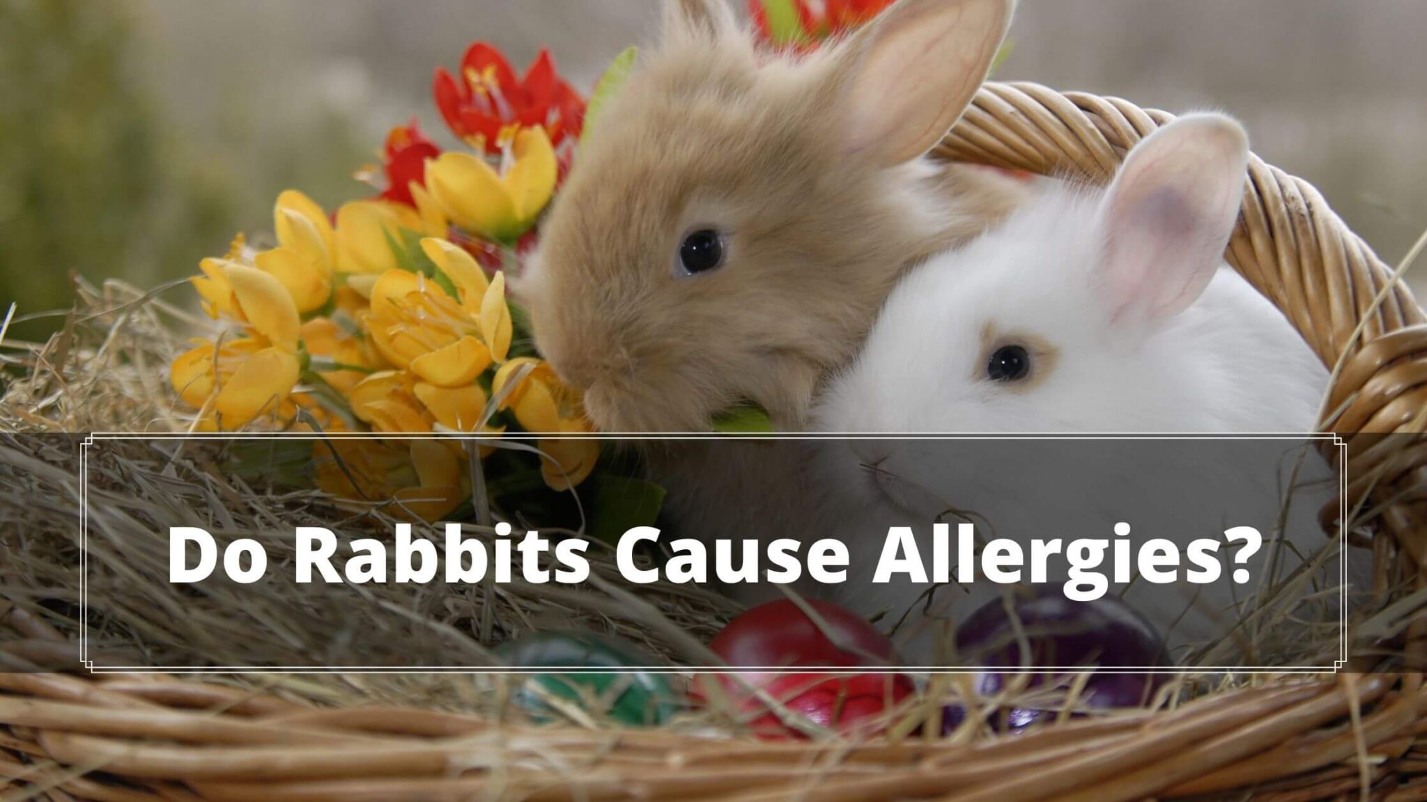 Do Rabbits Cause Allergies? 13 Rabbit Allergy Symptoms