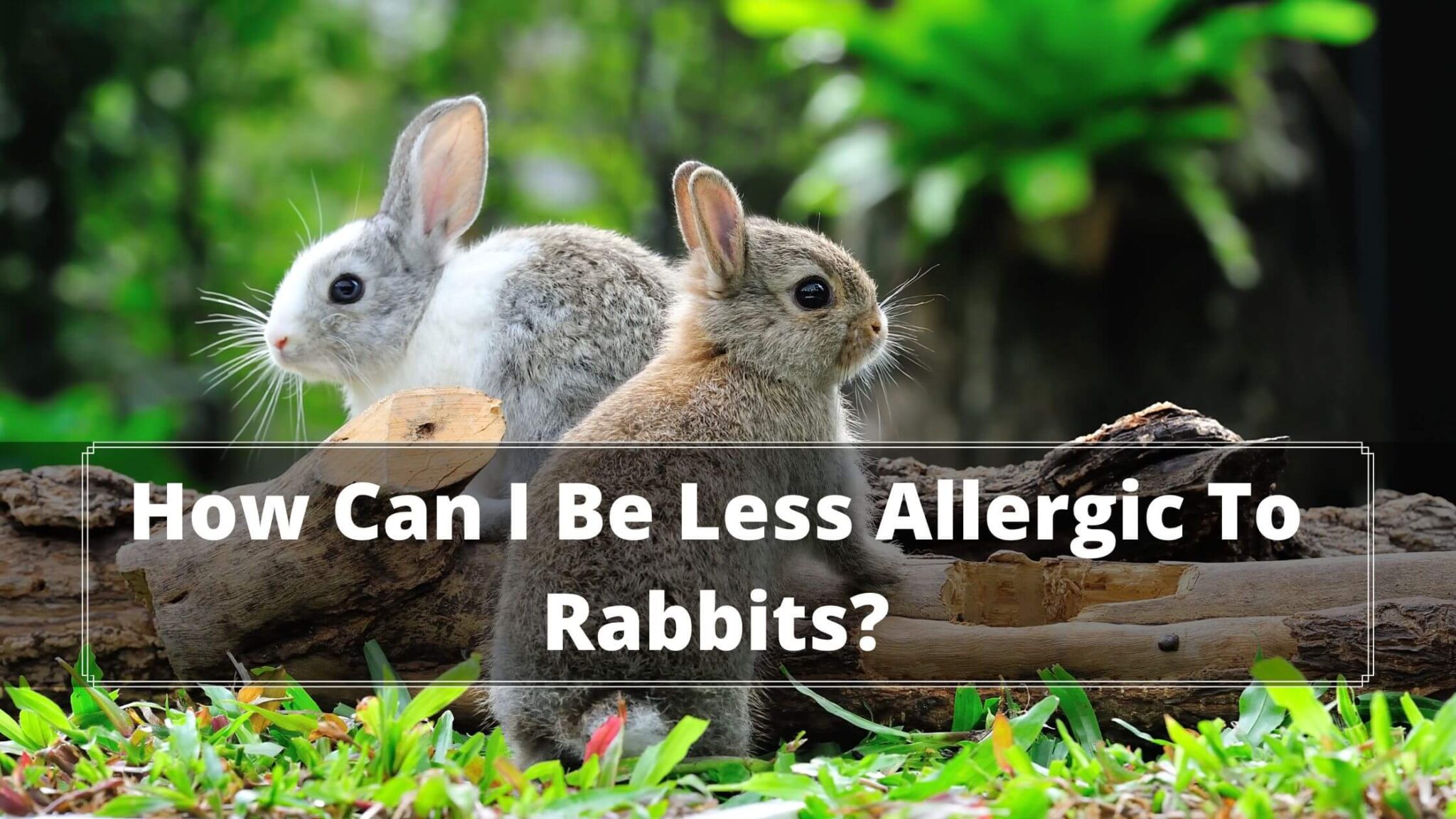 do-rabbits-cause-allergies-13-rabbit-allergy-symptoms