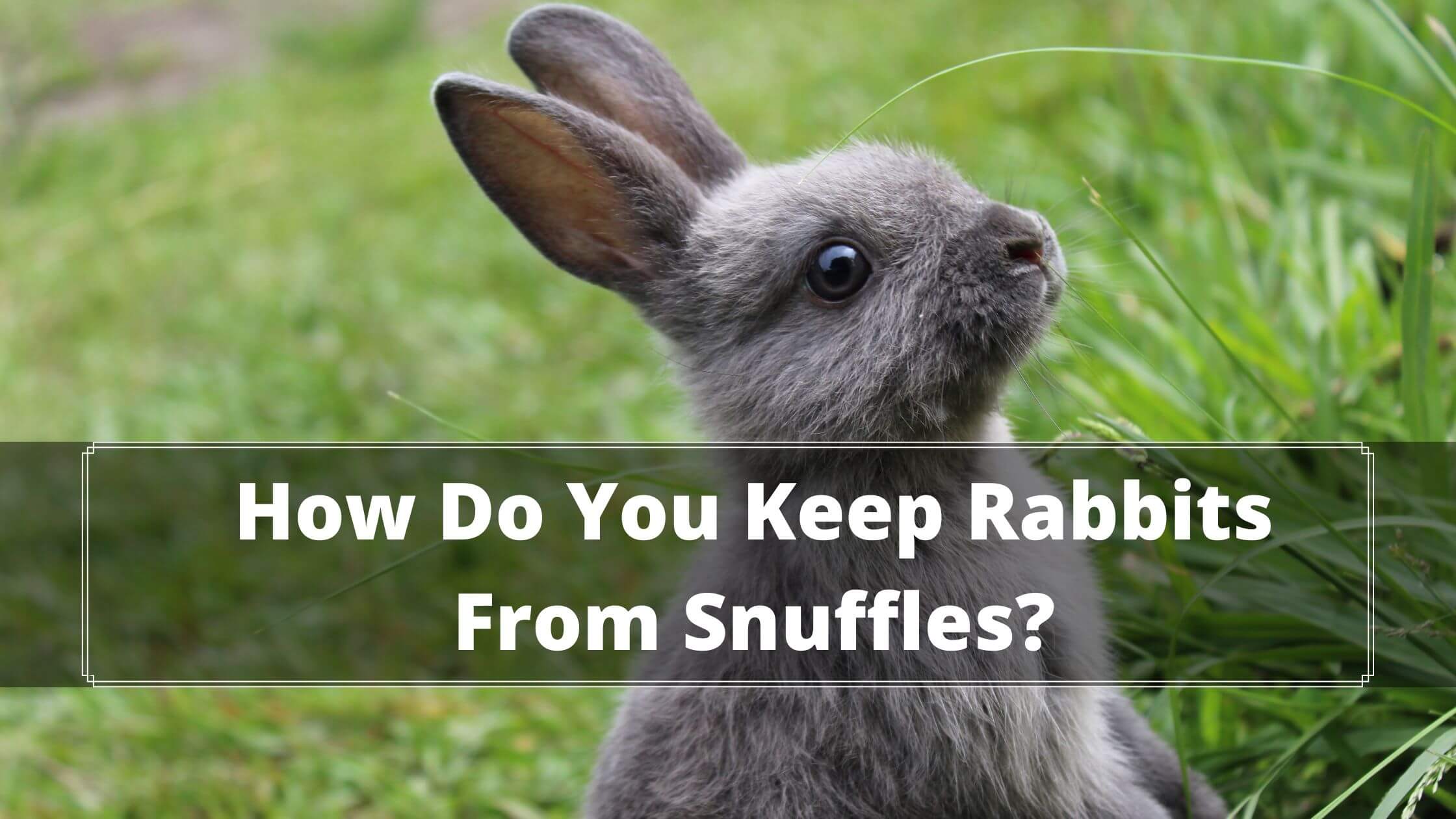 Rabbit Snuffles: Can Rabbits Have Seasonal Allergies?