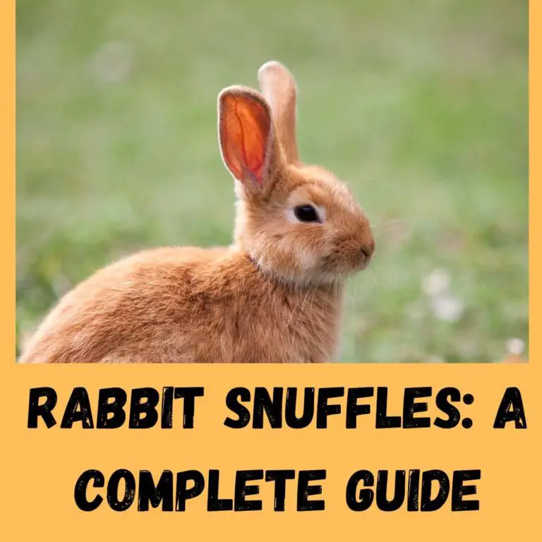 Rabbit Snuffles: Can Rabbits Have Seasonal Allergies?