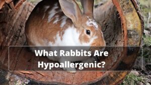 5 Best Rabbit For Allergies: What Rabbits Are Hypoallergenic?