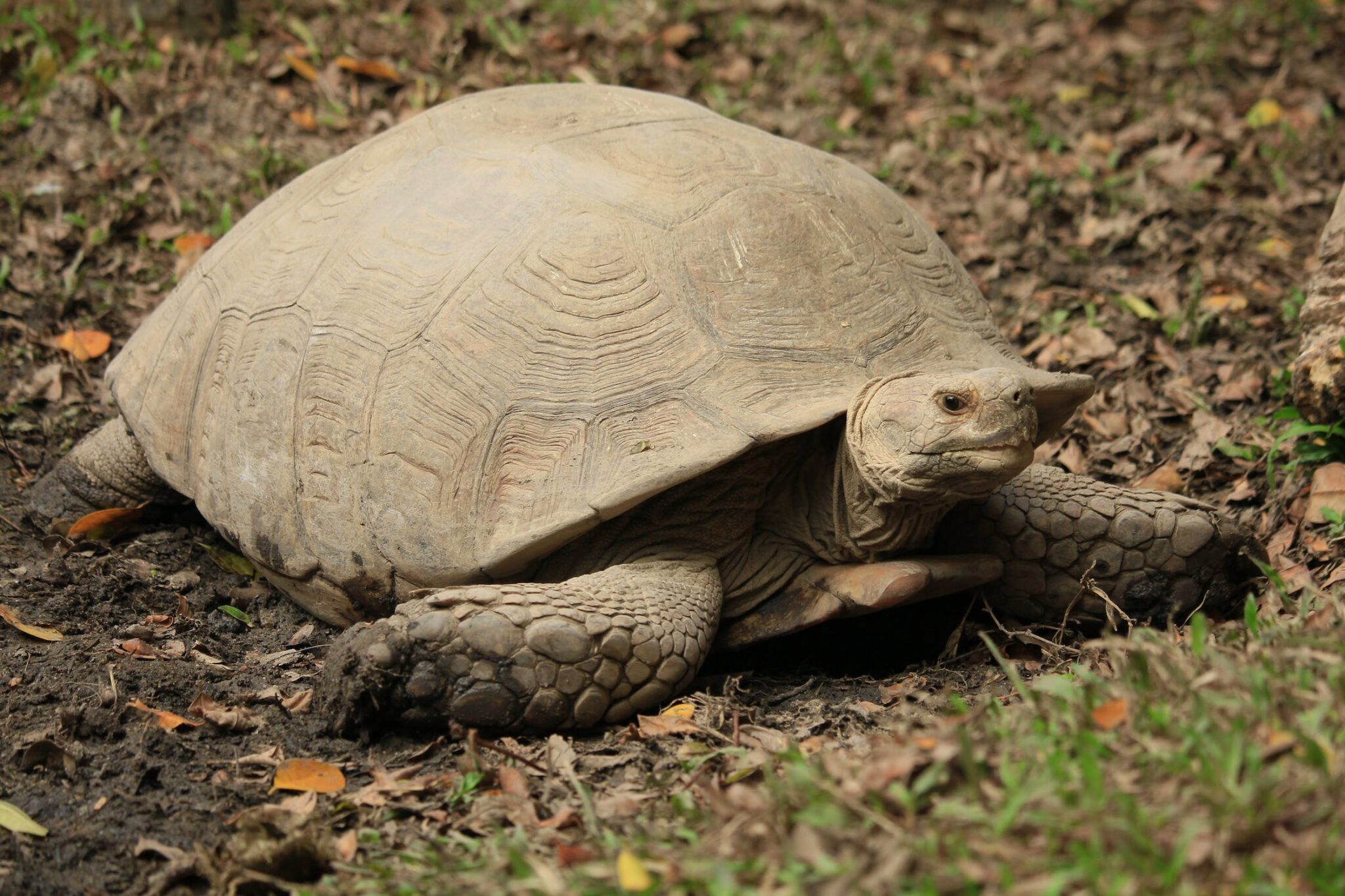 what-do-african-sulcata-tortoises-eat-a-complete-guide-101