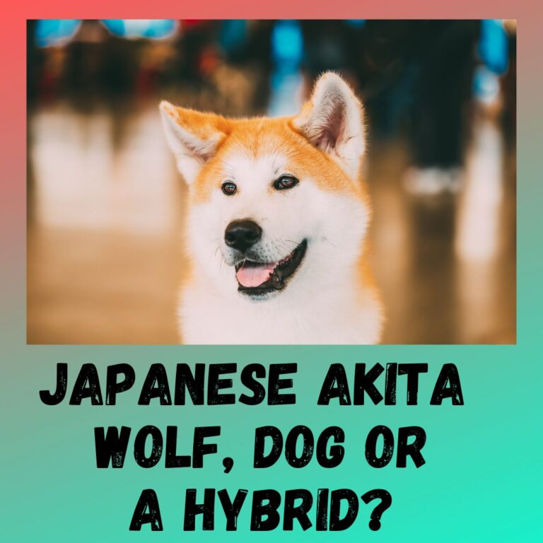 Japanese Akita A Wolf, A Dog Or A Hybrid? 101 Review