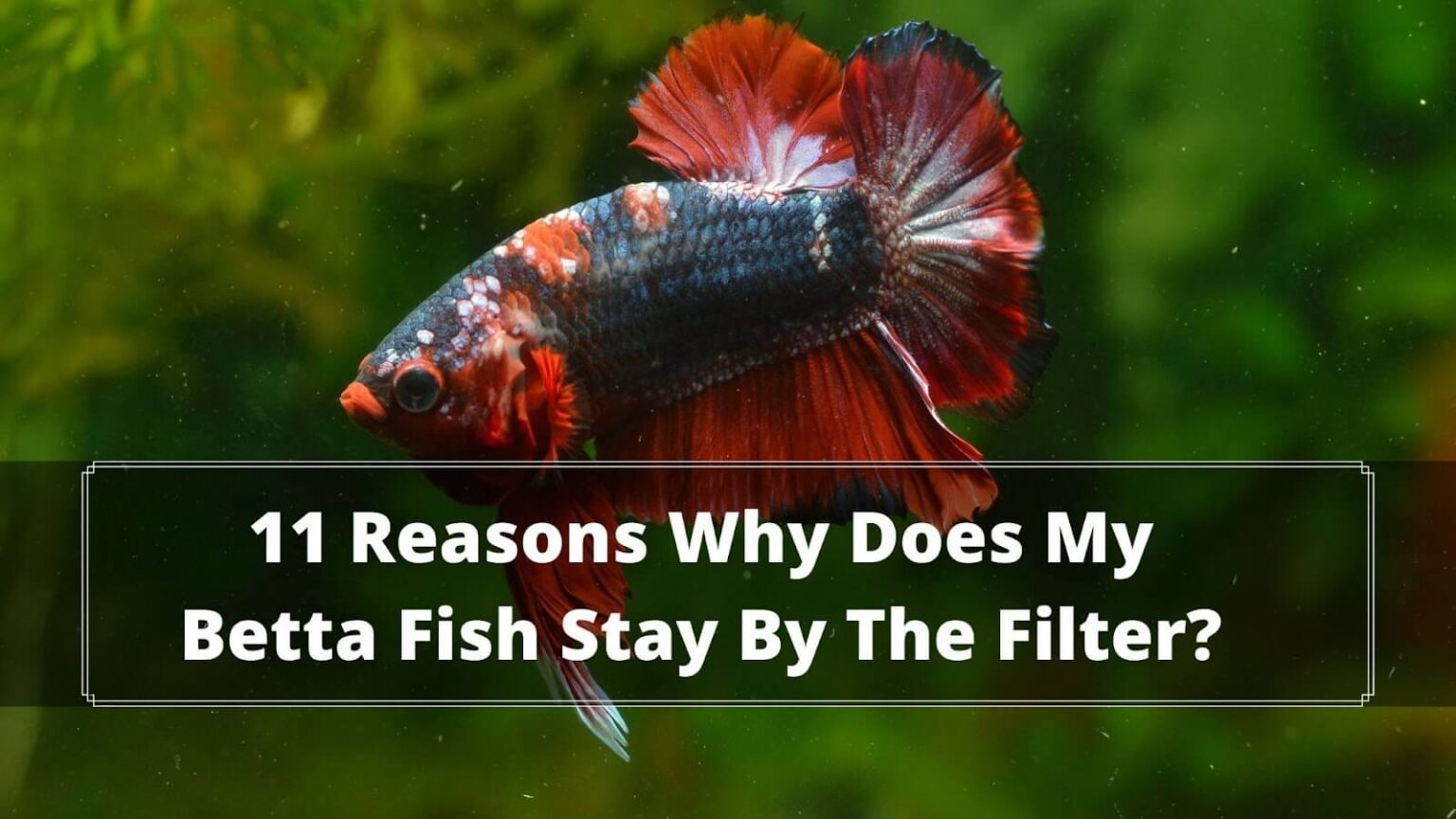 11 Reasons Why Betta Fish Stay By The Filter?