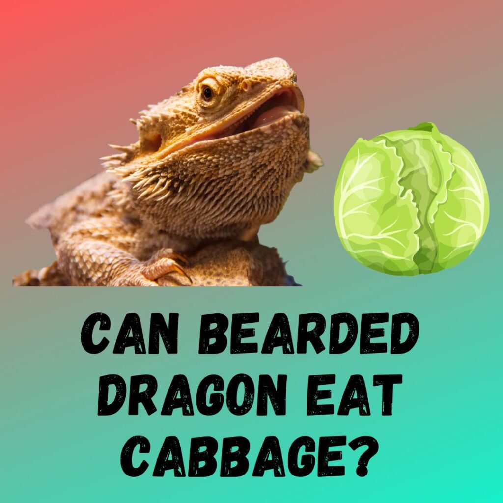 Can Bearded Dragons Eat Cabbage Red And Green 9006