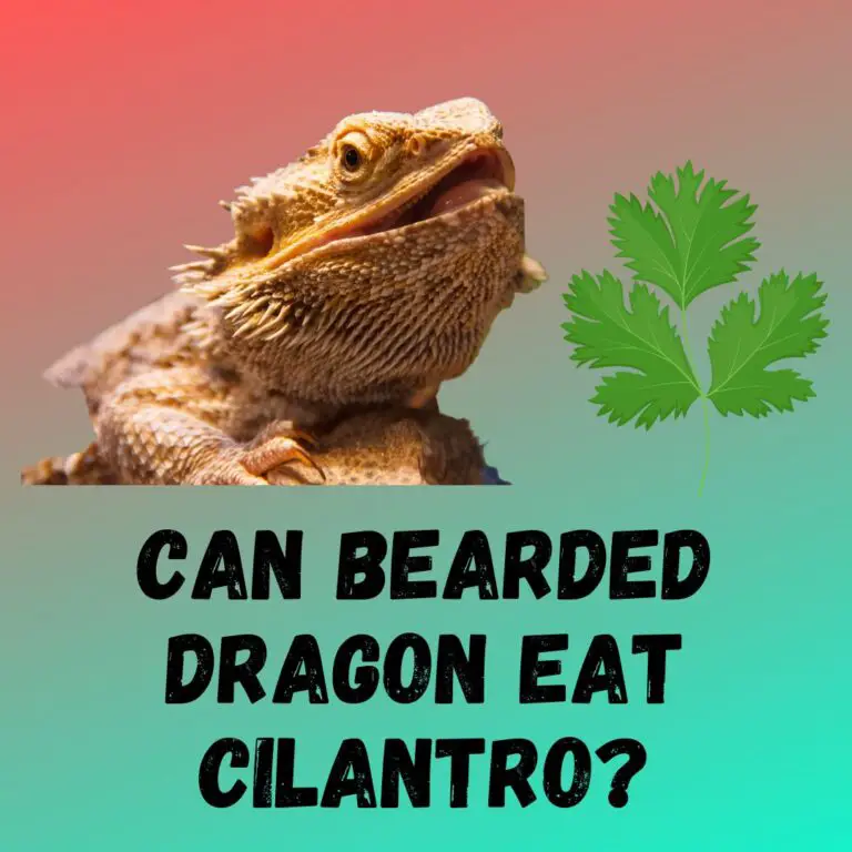 can-bearded-dragons-eat-cilantro-feeding-guide