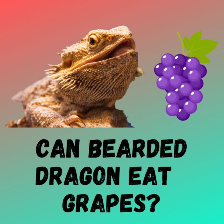 can-bearded-dragons-eat-grapes-feeding-guide