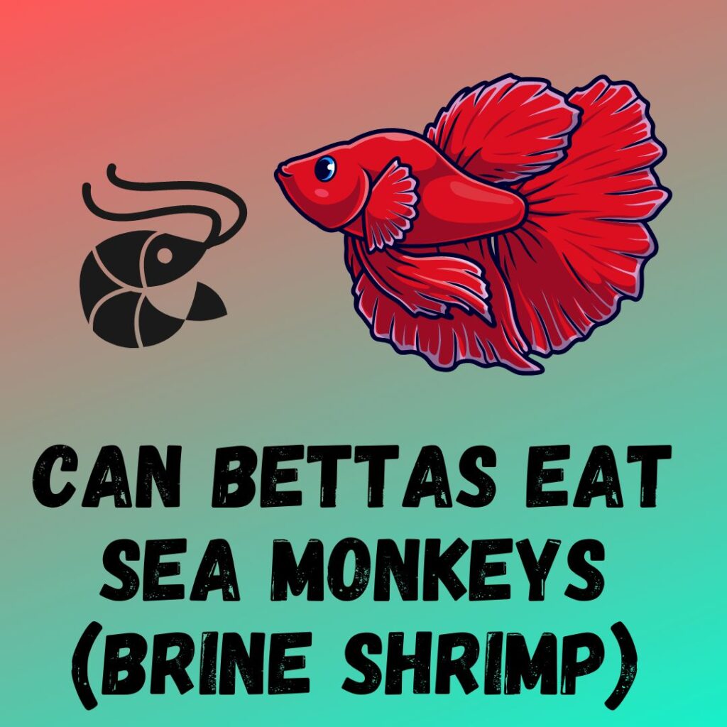 Can Betta Fish Eat Sea Monkeys? Aka Brine Shrimps